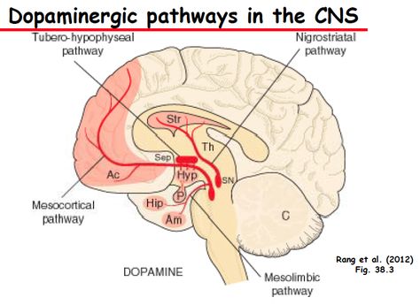 Brain Pathways, Psych Meds, Genetic Modification, Nucleus Accumbens, Doctor Of Nursing Practice, Basal Ganglia, Medicine Studies, Craniosacral Therapy, Brain Anatomy