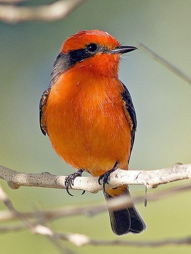 Love Drunk Birds Need to STFU! – Of Ice and Men Blog Vermillion Flycatcher, Vermilion Flycatcher, For The Birds, Most Beautiful Birds, Nature Birds, Backyard Birds, All Birds, Exotic Birds, Bird Pictures