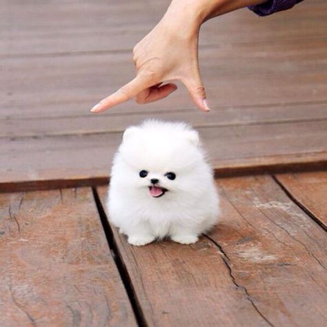 25 perros más pequeños y adorables que vas a querer tener Cute Teacup Puppies, Dream Dog, Adorable Puppies, Teacup Puppies, Pomeranian Puppy, Cute Dogs And Puppies, Peter Parker, Baby Dogs