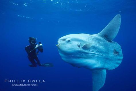 Horrifying Sunfish with a human for scale (hehe) Mariana Trench, Marianas Trench, Deep Sea Creatures, Weird Fish, Marine Mammals, Sea Monsters, Weird Creatures, In The Ocean, Animals Of The World