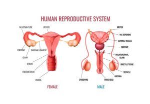 Reproduction in Humans, Structure of Male & Female reproductive (genital) system Reproduction In Humans, Fertilization Process, Embryonic Development, Normal Body Temperature, Female Reproductive System, Fallopian Tubes, Human Body Systems, Reproductive System, Hormone Levels