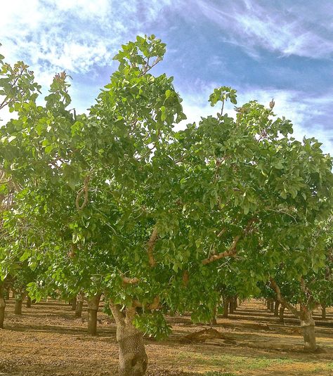 Dramatic foliage development in the ARO Pistachio Orchards/April 2014. Trees benefitted greatly from last week's rain and activity continues on the micro-cellular levels. Red Push Pistache Tree, Persian Lime Tree, Pistachio Plant, Lemon Trees Italy, Pistachio Tree, Museum Palo Verde Tree, Ancient Egypt History, Earth Globe, Market Garden