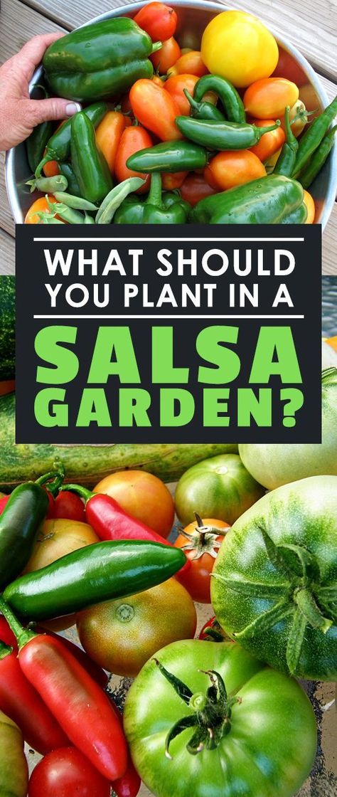 Once summer hits, there's nothing better than planting a salsa garden for fresh, delicious ingredients you can use to make incredible salsa! Learn how here. Salsa Garden, Gemüseanbau In Kübeln, How To Make Salsa, Container Vegetables, Vegetable Garden For Beginners, Backyard Vegetable Gardens, Organic Vegetable Garden, Garden Types, Veg Garden