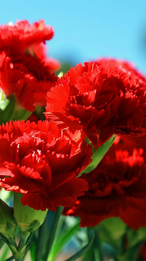 Claveles rojos Cafe Menu Boards, Parts Of A Flower, Carnation Flower, Wallpaper Nature Flowers, Language Of Flowers, Violet Flower, Amazing Flowers, My Flower, Floral Watercolor