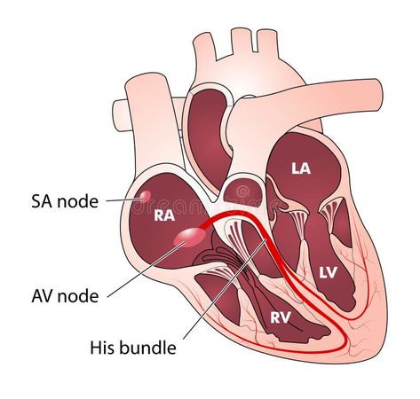 Illustration about Drawing of the heart, showing the SA and AV nodes, the pacemaker electrical conducting system. Illustration of atrioventricular, science, conduction - 14219038 Conducting System Of Heart, Human Heart Diagram, Human Heart Anatomy, Normal Sinus Rhythm, Heart Diagram, Modern Hospital, Normal Heart, Heart Anatomy, Abstract Animal Art