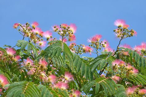 Southern California Landscaping, Fruit Trees Backyard, California Landscaping, Golden Rain Tree, Curb Appeal Landscape, Mimosa Tree, Albizia Julibrissin, Jacaranda Tree, Hillside Garden