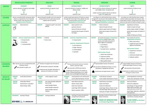 An in-depth guide to the nerve supply to the upper limb, including tips on… Trigeminal Nerve Anatomy, Olfactory Nerve, Musculocutaneous Nerve, Nerve Innervation Anatomy, Limb Anatomy, Peripheral Nerve Injury, Axillary Nerve, Upper Limb Anatomy, Med Notes