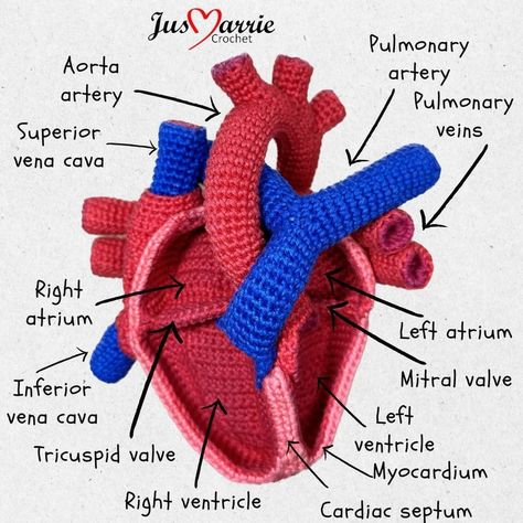 Stunning Crochet Anatomy: A Heart Pattern That Beats the Rest! - KnitHacker Crochet Anatomical Heart, Crochet Anatomy, Heart Chambers, Crochet Ponytail Hat Pattern, Ponytail Hat Pattern, Ponytail Hat Crochet, Heart Crochet, Crochet Hack, Purl Stitch