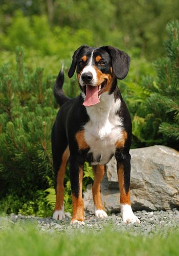 5 Dog Breeds From Switzerland Appenzeller Dog, Great Swiss Mountain Dog, Entlebucher Mountain Dog, Every Dog Breed, Dog Commands, Greater Swiss Mountain Dog, Swiss Mountain Dogs, Mountain Dog, Bernese Mountain Dog