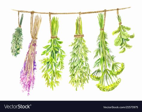 Summer Vector, Hanging Herbs, Dried Plants, Summer Illustration, Single Image, Drying Herbs, Food Illustrations, Adobe Illustrator, Vector Images