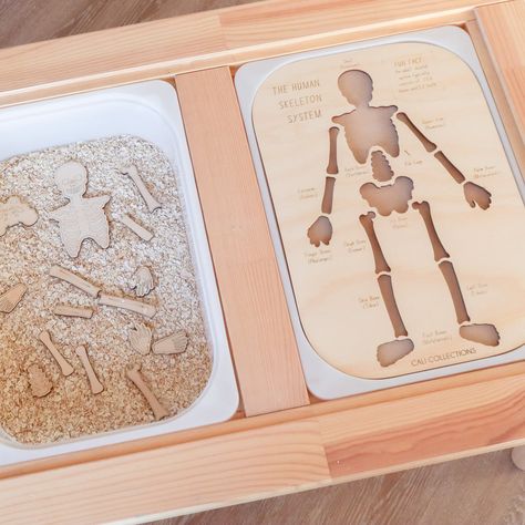 Trofast Insert, Tub Insert, Skeleton System, Sensory Materials, Trofast Storage, Ikea Trofast Storage, Skeleton Parts, World Map Puzzle, Ikea Trofast