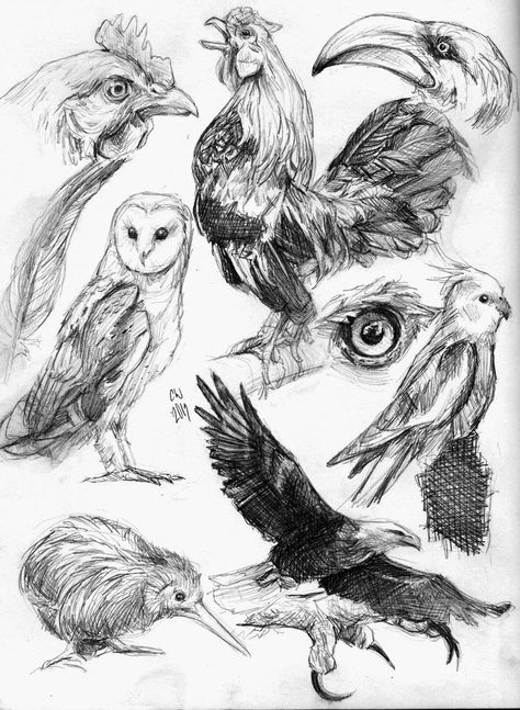 Owl Anatomy Drawing, Bird Anatomy Drawing Study, Bird Sketch Realistic, Bird Sketchbook Pages, Eastern Screech Owl Drawing, Bird Sketch, Art Alevel, Anatomy Sketches, Exotic Bird