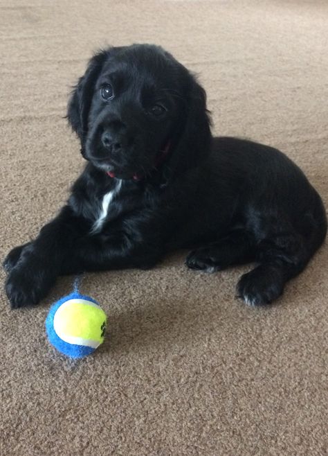 Sprocker Spaniel Puppy Sprocker Spaniel Puppy, Sprocker Spaniel Puppies, English Springer Spaniel Puppy, Sprocker Spaniel, Springer Spaniel Puppies, Spaniel Puppies, English Springer, English Springer Spaniel, Springer Spaniel