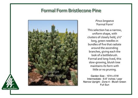 Bristlecone Pine, House Landscape, Bluish Green, Bottle Brush, Companion Planting, Green Thumb, How To Dry Basil, Trees To Plant, Green Colors