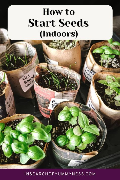 Many paper rolls filled with seed starting mix with seedlings growing out of them with the words "How to Start Seeds Indoors". Seedlings Indoors Starting, Planting Seeds Outdoors, Growing From Seeds, Planting Seeds Indoors, Start Seeds Indoors, Seedlings Indoors, Avocado Plant, Planting Calendar, Micro Greens