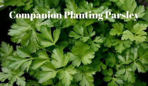 Planting Parsley, Parsley Growing, Kitchen Garden Ideas, Planting Raised Garden Beds, Homestead Garden Layout, Growing Parsley, River Rock Garden, Gardening Backyard, Varieties Of Tomatoes