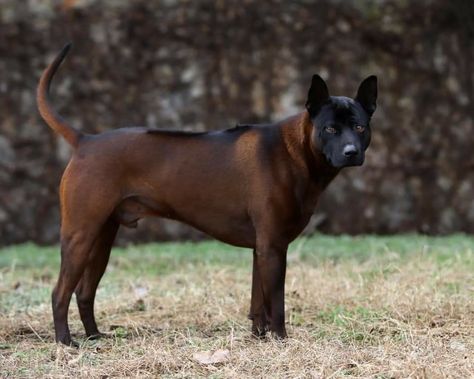 Thai Ridgeback Dog, Thai Ridgeback, Ridgeback Dog, Malinois Dog, Dog Poses, Canine Art, Pretty Dogs, Pretty Animals, Brown Dog