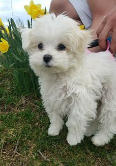 Maltese puppy #maltese puppy So adorable Puppy Maltese, Maltese Puppies, Maltese Dog, Yorkshire Terrier Puppies, Maltese Puppy, Maltese Dogs, Teacup Puppies, Dog Pin, Bichon Frise