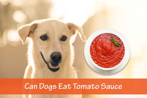 We already know that dogs can eat tomatoes. But we'd like to confirm whether dogs can eat tomato sauce or it is toxic. Let's find out...



It will amaze you t...
#food #Vegetable #Dogs Can Dogs Eat Tomatoes, Can Dogs Eat Bananas, Chives Plant, Eating Alone, Banana Peel, Dog Allergies, Best Dog Food, Ripe Tomatoes, Canned Tomato Sauce