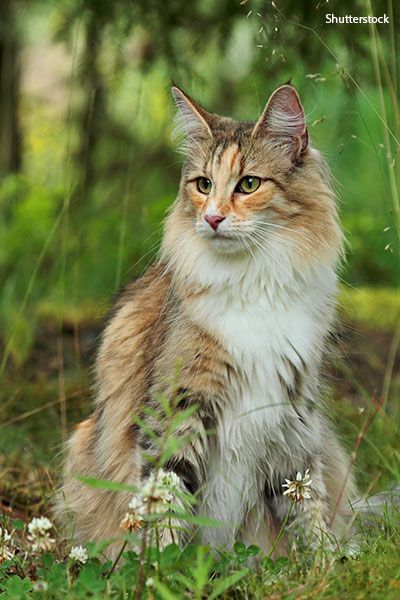 Cats In Forest, Cat In The Forest, Cats In The Wild, Largest Domestic Cat, Wild Cat Species, Gato Calico, Large Cat Breeds, Domestic Cat Breeds, Norwegian Forest