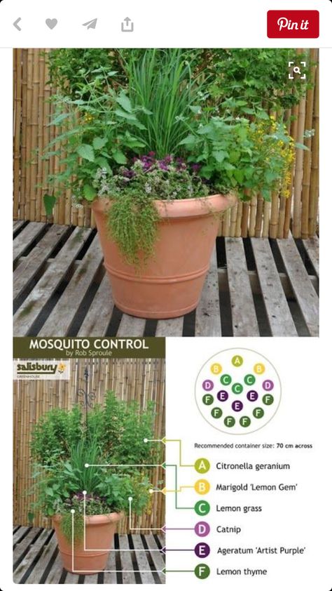 Insect Repellent Plants, Easy Gardening Hacks, Citronella Plant, Thyme Plant, Mosquito Plants, Mosquito Repelling, Mosquito Repelling Plants, Mosquito Control, Gardening Hacks