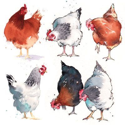 Farm Animal Paintings, Chicken Drawing, Chicken Painting, Rooster Art, Chicken Art, Advocate Art, Watercolor Inspiration, Watercolor Bird, Watercolor Animals