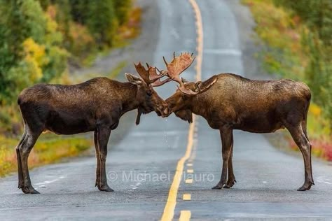 Moose Pics, Tattoo Deer, Moose Pictures, Moose Decor, Deer Species, Tattoo Nature, Wild Animals Photography, Moose Deer, Deer Animal