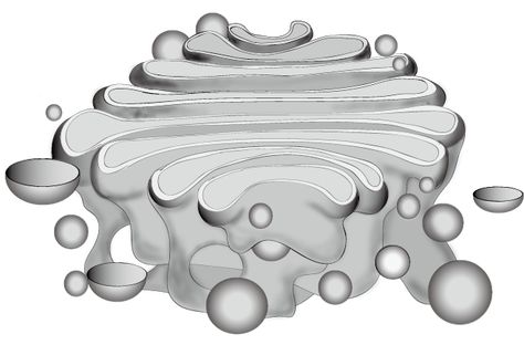 Golgi Body DBCLS 統合TV [CC BY 4.0 (http://creativecommons.org/licenses/by/4.0)], via Wikimedia Commons Golgi Bodies, Golgi Apparatus, Cell Video, Biology Worksheet, Functional Group, Cell Biology, Biochemistry, Wikimedia Commons, Amino Acids