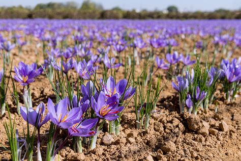 Growing Saffron, Saffron Crocus, Crop Farming, Crocus Bulbs, Mother Earth Living, Modern Farmer, Cash Crop, Crocus Flower, Vertical Farming