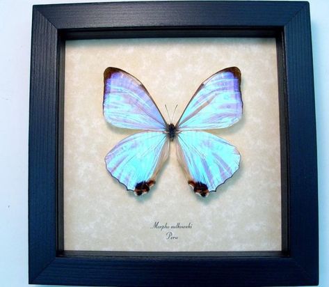 Morpho Sulkowski, Butterfly Designs, Morpho Butterfly, Butterfly Pictures, Purple Butterfly, Art Room, Bugs, Insects, Butterflies