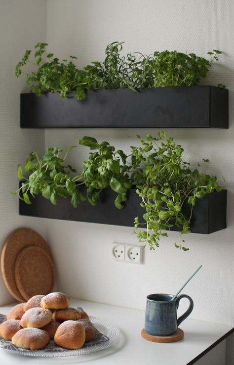 15 for 2015: Best Garden Design Trends for Fall - Gardenista Indoor Planter Box, Hanging Herb Gardens, Herb Wall, Kitchen Apartment, Herb Garden In Kitchen, Herbs Garden, Vertical Herb Garden, Kitchen Herbs, Indoor Herb Garden