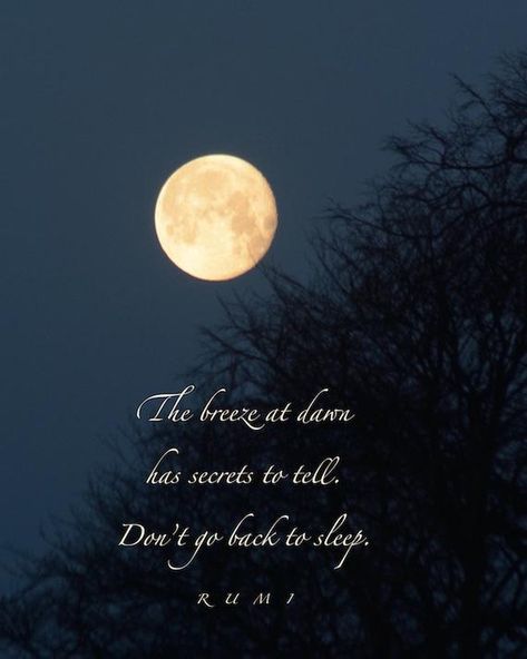 The breeze at dawn has secrets to tell. Don't go back to sleep. - Rumi Secrets To Tell, Dawn Quotes, Moon Love Quotes, Rumi Poetry, Rumi Love Quotes, Rumi Love, Moon Quotes, Golden Moon, Stay Awake