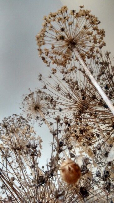 Allium seed heads Dried Seed Heads, Dried Allium Arrangement, Seed Garden, Seed Heads, Seasonal Decorations, Floral Inspiration, Plants Flowers, Seed Pods, Winter Art