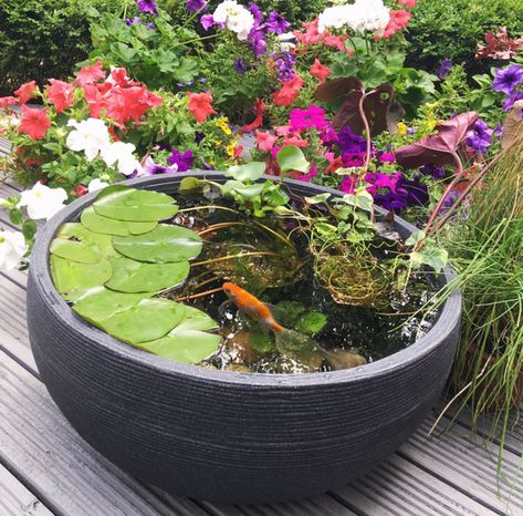 Our patio pond 🐟 the big fish have moved into a bigger pond now and this now has baby goldfish in Creeping Roses, Pot Pond, Barrel Pond, Container Ponds, Baby Goldfish, Small Backyard Ponds, Container Pond, Mini Pond, Backyard Ponds