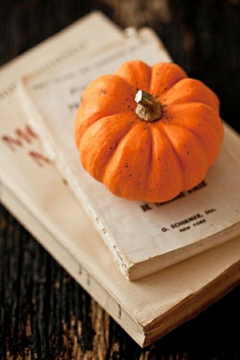 Pumpkin Reading, Pumpkin Photography, Baby Pumpkin, Blackest Black, Autumn Orange, Pumpkin Autumn, Autumn Magic, Pumpkin Baby, Orange Pumpkin