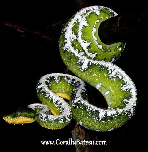 Amazon Basin Emerald Tree Boa Emerald Tree Boa, Super Snake, Pet Snake, Wolf Girl, Pretty Animals, Crocodiles, Reptiles And Amphibians, Amazing Animals, Anaconda