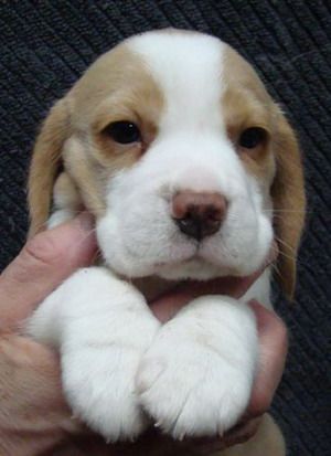 Buy Online Pet Loke dogs and cats in delhi india Lemon Beagle Puppy, White Beagle, Lemon Beagle, Baby Beagle, Pocket Beagle, Cute Beagles, Beagle Puppy, Dog Breeder, Beagle Dog