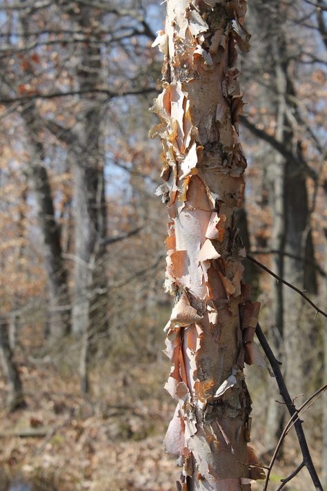 River Birch Trees Landscape, Birch Trees Garden, Tree Facts, River Birch Trees, Birch Trees Landscaping, Trees For Front Yard, River Birch, Urban Tree, Types Of Herbs