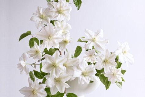 Marginpar’s Sneak Preview Shows the Wonderful Clematis Amazing Sevilla - Thursd White Clematis, Flower School, Floral Trends, Flower Food, Flower Lover, Garden Styles, Large Flowers, Clematis, Summer Flowers