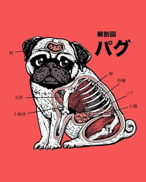 Pug Anatomy by @huebucket 15% OFF + FREE WORLDWIDE SHIPPING ON EVERYTHING! bit.ly/hue_bucket Pug Illustration, Baby Pugs, Pug Art, Animal Art Prints, Huebucket, Pug Love, Anatomy Art, Animal Illustration, Mochi