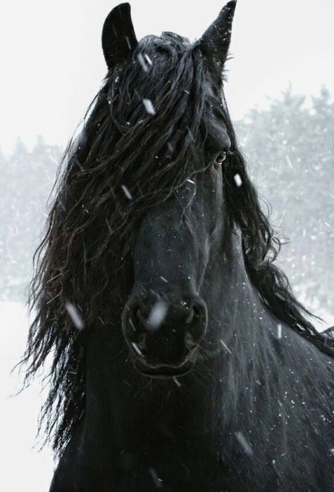 #horselover Friesian Horse Photography, Horse Spirit, Horses In Snow, Friesian Stallion, Friesian Horses, Regnul Animal, Snow Animals, Winter Horse, Big Horses