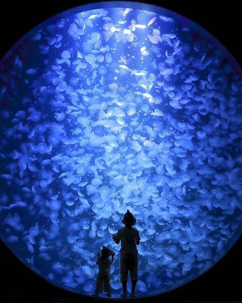 Visit Japan International on Instagram: “Do you know which aquarium has the largest variety of jellyfish on display? 🐟🎌 Kamo Aquarium may seem unassuming at first. It is a…” Dream Date, Yamagata, Good Presentation, Bus Ride, Visit Japan, Future Travel, What Is Life About, The Coast, Japan Travel