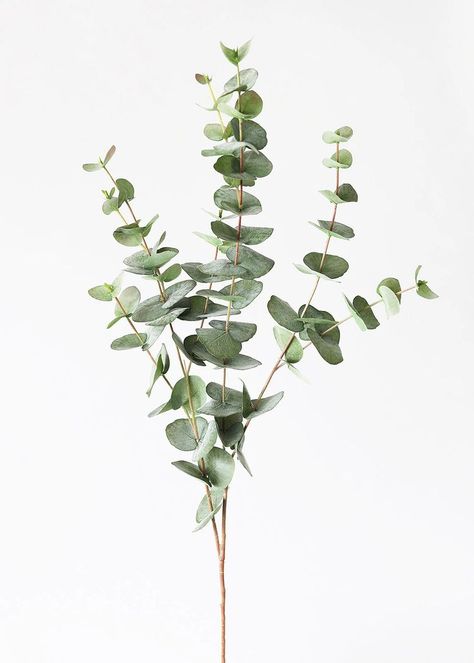 Eucalyptus Photography, Nandina Plant, Png Plants, Mary Flowers, Eucalyptus Decor, Spiral Eucalyptus, Eucalyptus Plant, Circle Arch, Eucalyptus Stems