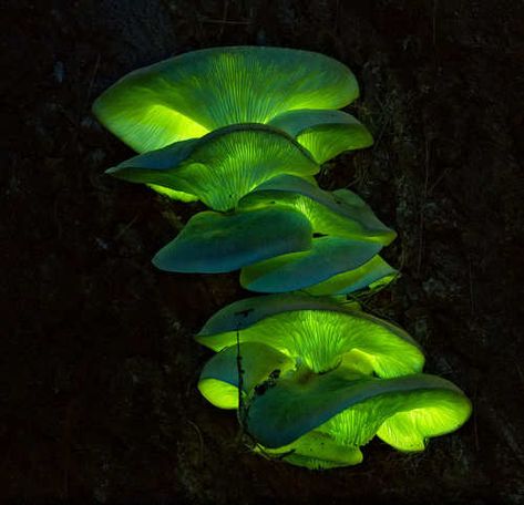 Ghost Mushroom, Nature Mushrooms, Mushroom Culture, Creature Inspiration, Chicken Of The Woods, Glowing Mushrooms, Shades Of Orange, Green Aesthetic, Fantasy Landscape