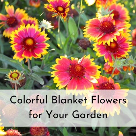 Flower To Plant, Birds And Bees, Peach Paint, Blanket Flower, Colorful Blanket, Indian Blankets, Plants Garden, How To Attract Birds, Replant