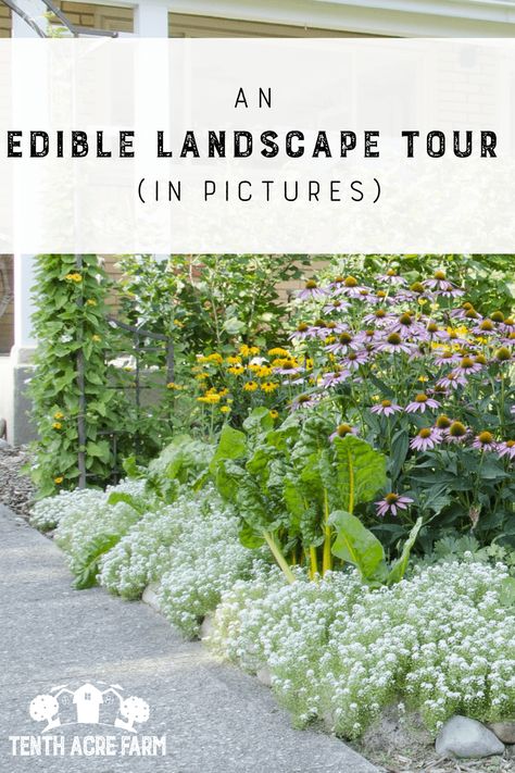 Edible Flower Garden, Food Forest Garden, Edible Landscape, Edible Gardening, Potager Garden, Thriving Garden, Edible Landscaping, Landscape Plans, Vegetable Garden Design