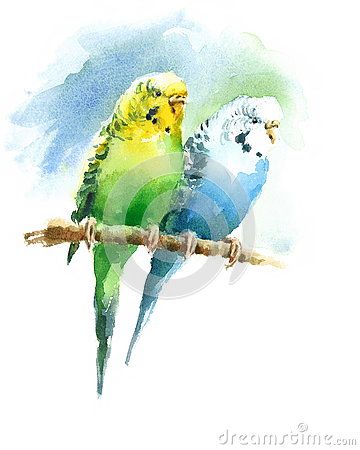 Parakeet Watercolor Painting, Budgie Watercolor, Parakeet Watercolor, Exotic Illustration, Bird Room, Watercolor Indian, Painted Animals, Art Random, Budgies Bird