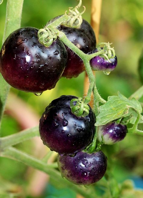 Black Tomato Varieties Guide: Everything You Need To Know About Them Black Cherry Tomato, Attracting Beneficial Insects, Summer Harvest, Natural Pest Control, Organic Vegetable Garden, Colorful Vegetables, Crop Rotation, New Roots, Tomato Seeds