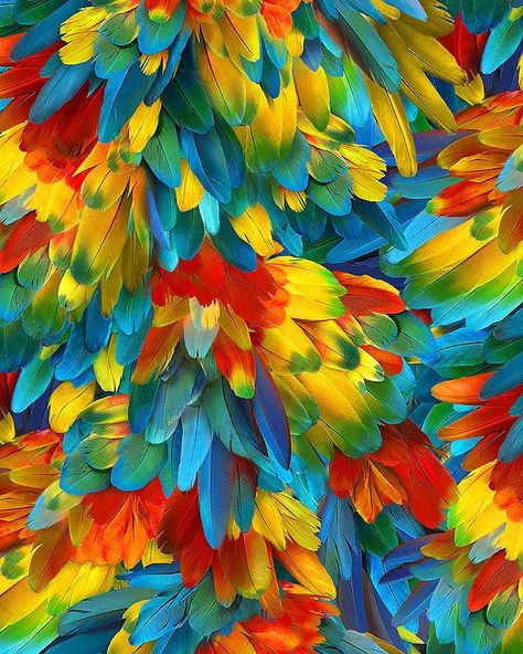 n addition to wild bird and parrot fabrics, I really like feather-designed fabrics: Middle Ages Fantasy, Feather Background, Brazil Culture, Higher Art, Parrot Feather, Brazilian Coffee, 21 Birthday, Colorful Parrots, Flamingo Bird