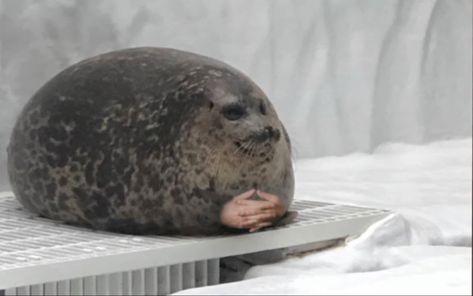 Seal Meme, Funny Seals, Fat Animals, Cute Seals, Baby Seal, Silly Animals, Funny Profile Pictures, Cuteness Overload, Spirit Animal